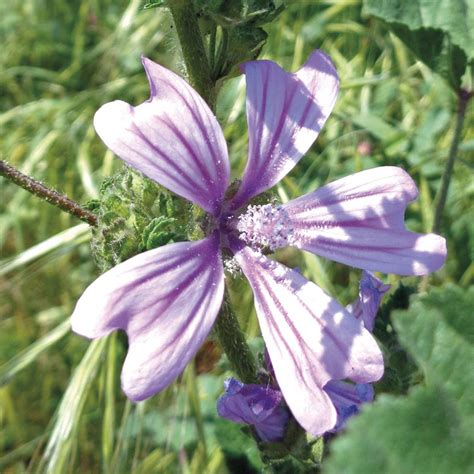 Malva Sylvestris: propiedades y beneficios de una planta comestible y curativa