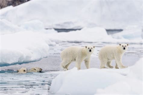 Polar Bear Experience - Visit East Greenland