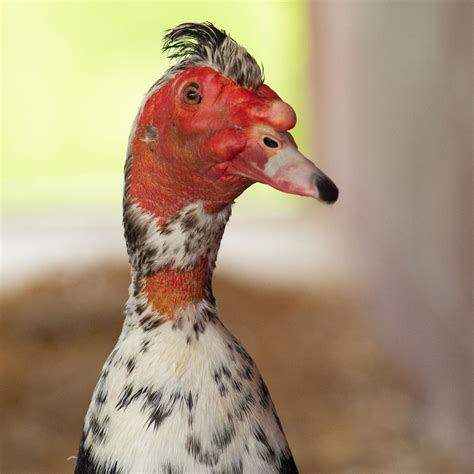 Adopt a Farm Animal | Sponsor Rescued Animals - Farm Sanctuary