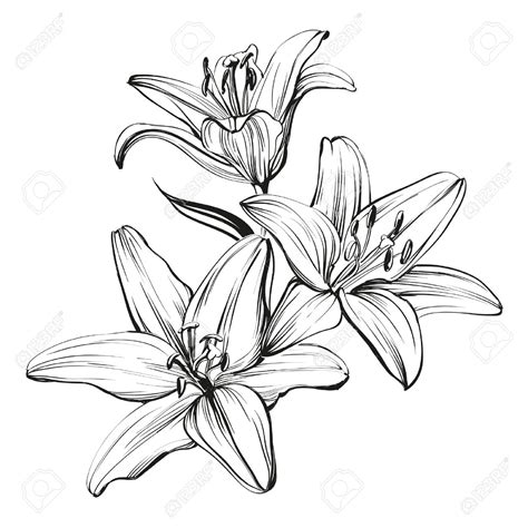 Lilies Flower Drawing at GetDrawings | Free download