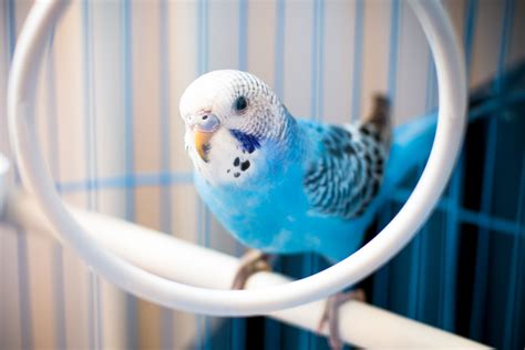 8 Most Intelligent Pet Parrot Species