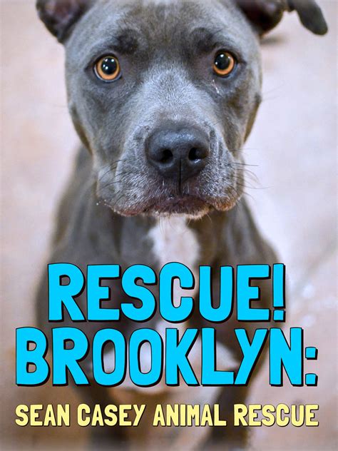 Prime Video: Rescue! Brooklyn: Sean Casey Animal Rescue