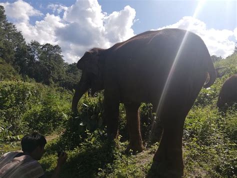 Traditional Karen Elephant Village (Mae Win) - All You Need to Know ...