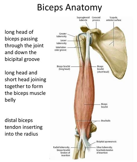 Muscle Belly, Bicep Muscle, Biceps Brachii, Shoulder Surgery, Scapula, Muscle Anatomy, Anatomy ...