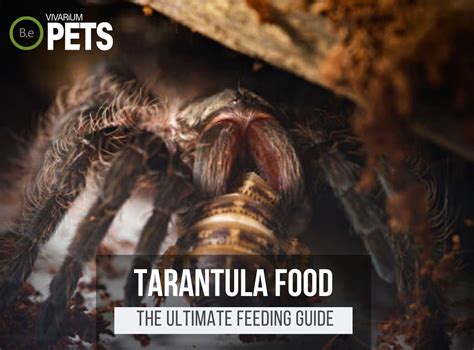 What Do Tarantulas Eat? | Best Tarantula Food & Feeding!
