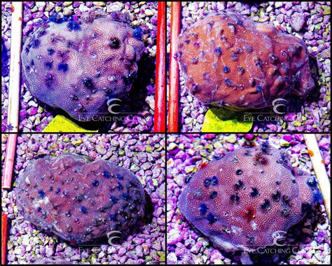 Indonesian Colonies | Wholesale Coral | Eye Catching Coral