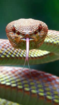 Did You Know: Which Indian State Has The Largest Number Of Snakes?