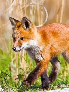 Download wallpaper 240x320 fox, grass, walk old mobile, cell phone ...