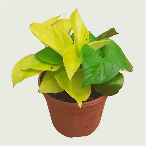 Money Plant- Golden – Gardenista