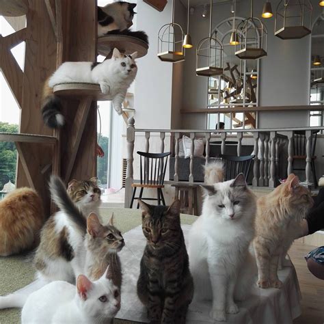 10 Cat Cafes in Tokyo to Hang Out with Cutest Cats | Cat cafe japan ...