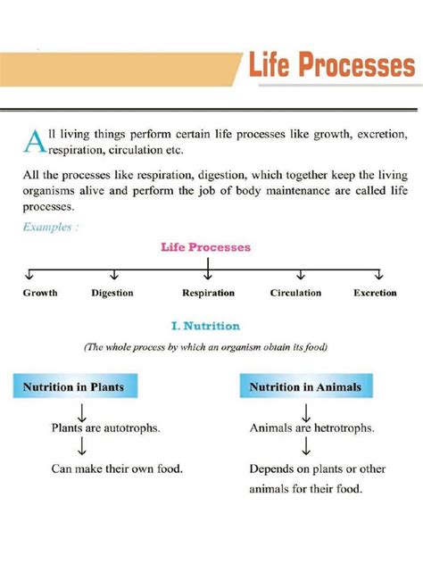 Life Process Explained 的图像结果