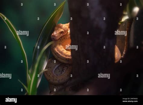 Amazon Tree Python 的图像结果