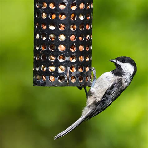 10 Types of Bird Feeders for in the Backyard