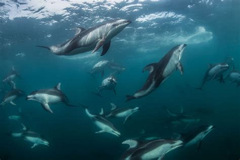 These dolphins have orca ‘friends.’ They may have an ulterior motive ...