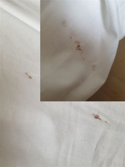 Bed Bug With Blood at Daniel Pomeroy blog