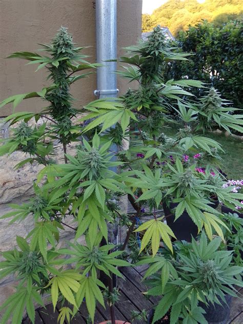 Girl Scout Cookies (Zamnesia) :: Cannabis Strain Gallery