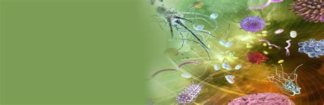 What are the common gram-positive organisms showing AMR? | Dr. Sunil Gupta