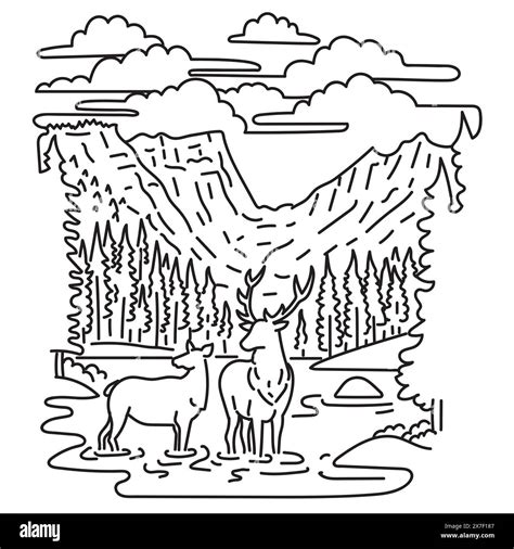 Mono line illustration of elk or wapiti in Rocky Mountain National Park in northern Colorado ...