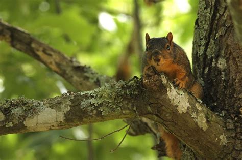 Arkansas squirrel hunting season open • Arkansas Game & Fish Commission