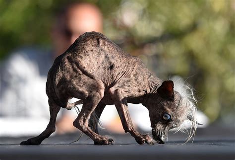 Ugliest Dogs in the World | TIME