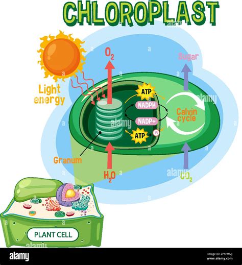 Photosynthesis Modeling Lab at Anthony Austin blog