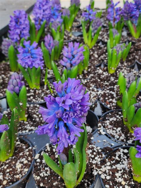Hyacinth, the bee magnet. Smells soooo good!! : r/flowers - what is the smell of hyacinth
