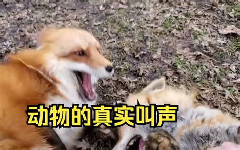 Sounds of Dying Prey 的图像结果