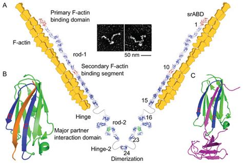 Structure and Function of Filamin C in the Muscle Z-Disc