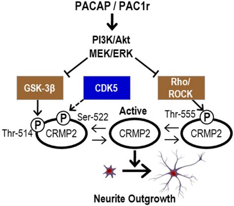 OMICS Analyses Unraveling Related Gene and Protein-Driven Molecular ...