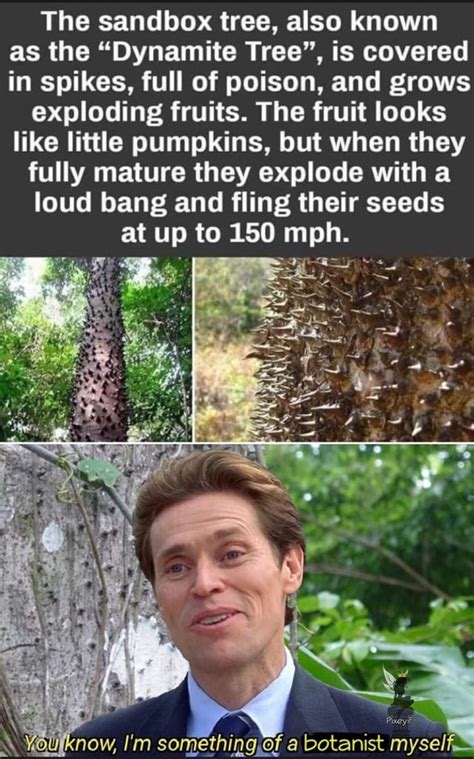 Dynamite Tree Exploding 的图像结果