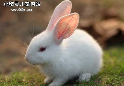 [作文]我最喜欢的动物―小白兔_小精灵儿童网站