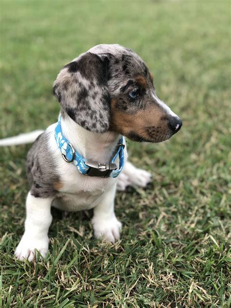 Piebald Dapple Dachshund