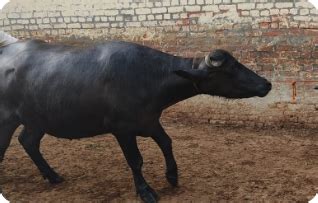 Sakthi Cow Supplier