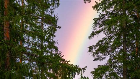 Download wallpaper 2048x1152 rainbow, trees, branches, sky, natural ...