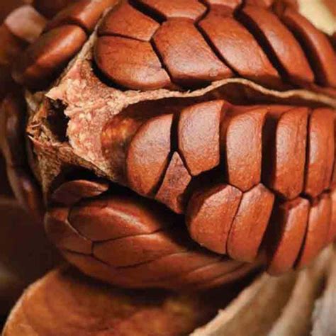 EasySeeds™ Honduran Mahogany,Mahogany ,Swietenia macrophylla Tree Seeds ...