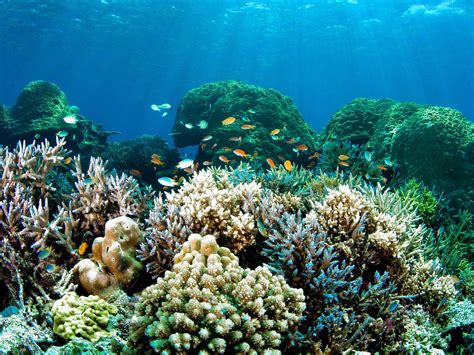 Sea Fish 的图像结果