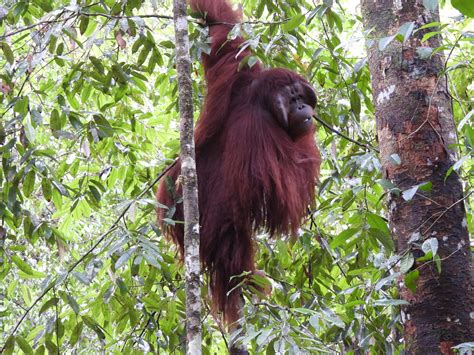 A CALM ADAPTATION TO THE WILD - Borneo Orangutan Survival Australia