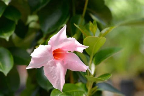 Is Mandevilla A Perennial Or Annual? - A-Z Animals