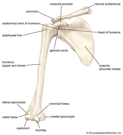 Scapula | Shoulder Blade, Bone Structure & Muscles | Britannica