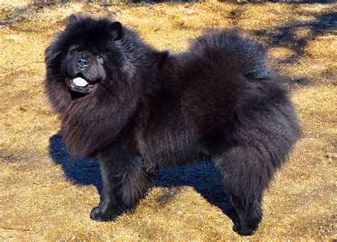 Andrea Arden Dog Training | Black chow chow, Chow chow dogs, Chow chow