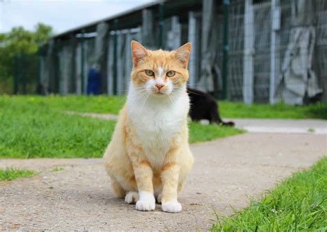 Adopter un chat Européen - LA SPA