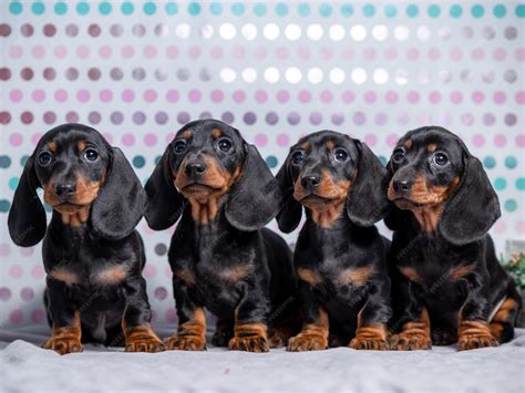 Premium Photo | Four small black and tan mini dachshunds puppies ...