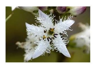 Acı Yonca (Menyanthes trifoliata)