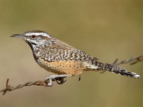Cactus Wren