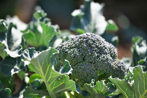 Can Chickens Eat Broccoli? How to Feed Broccoli To Chickens