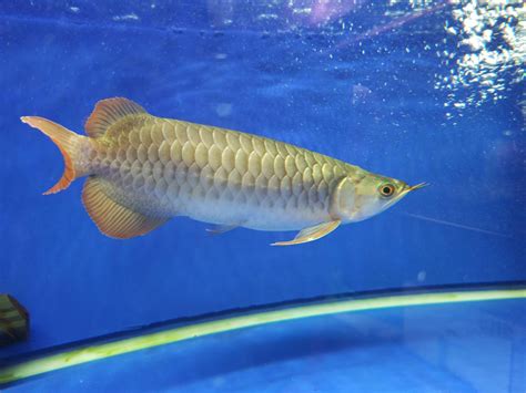 ONE REDプレミアムクラス20～30％OFF！！ – アジアアロワナ専門店magni-fico