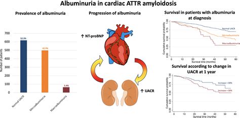 Albuminuria in transthyretin cardiac amyloidosis: Prevalence, progression and prognostic ...