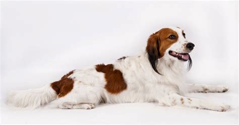 Dog meet dog: American Kennel Club adds 2 breeds to roster – Deseret News