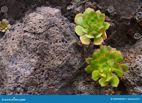 Aeonium Haworthii or Aeonium Kiwi an Endemic Succulent Growing on Tenerife, Canary Islands,Spain ...