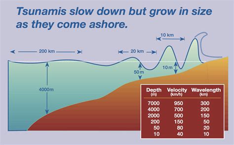 Average Tsunami Height